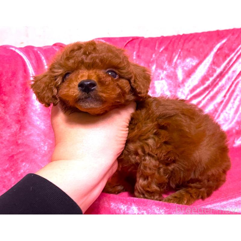 販売中の大阪府のタイニープードル-430486の3枚目