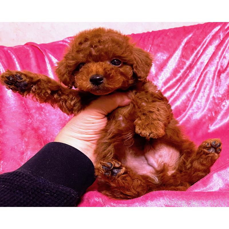 販売中の大阪府のタイニープードル-430486の2枚目