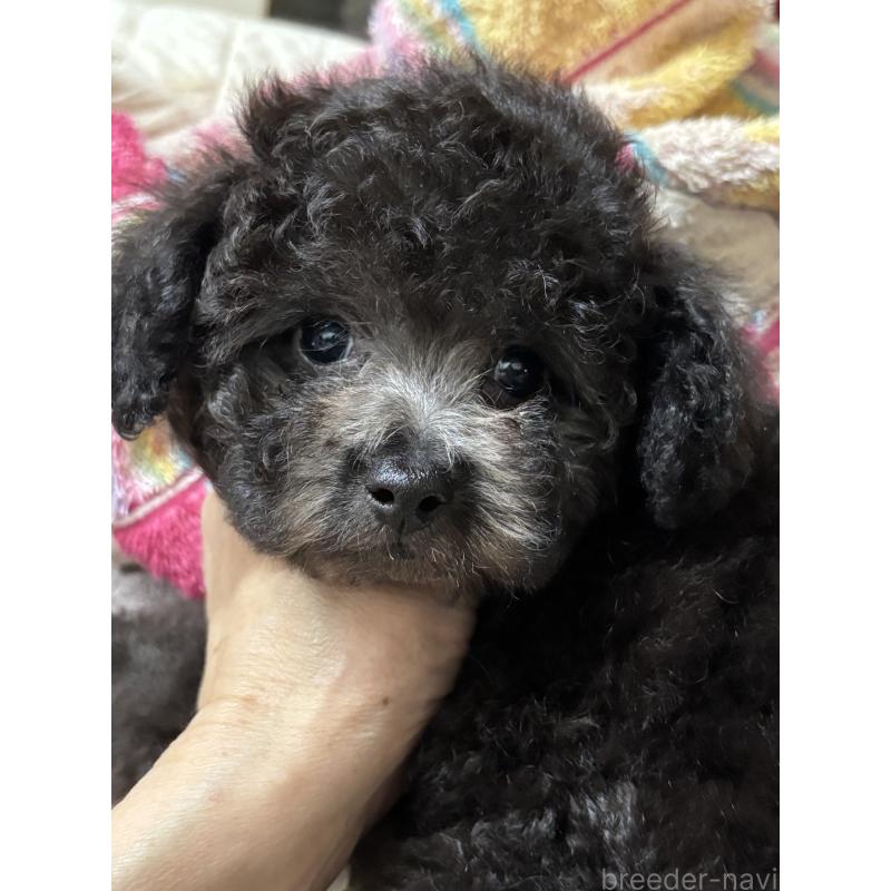 販売中の宮崎県のティーカッププードル-430487の3枚目