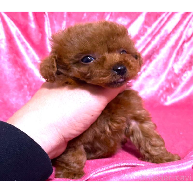 販売中の大阪府のティーカッププードル-430488の4枚目