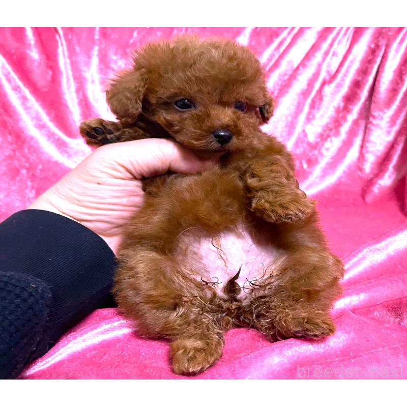 販売中の大阪府のティーカッププードル-430488の2枚目