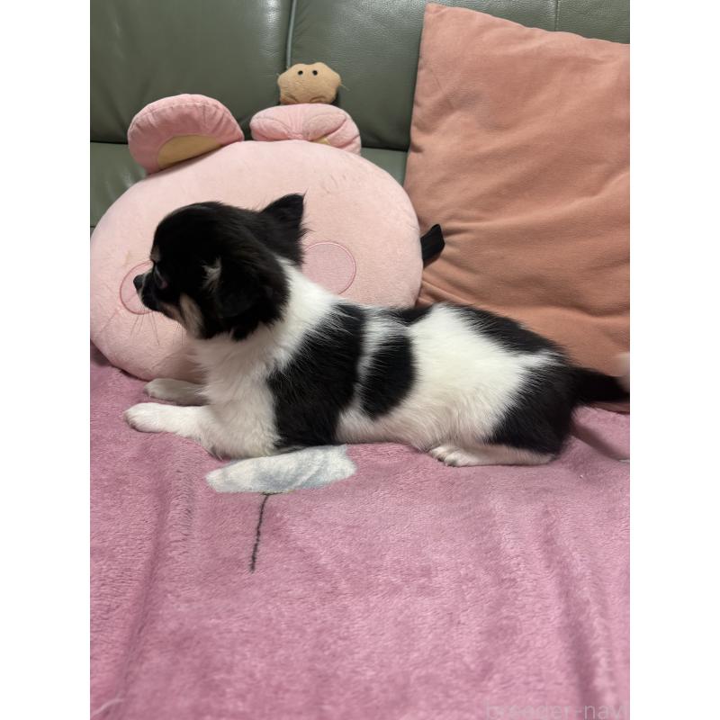 販売中の大阪府のチワワ(ロングコート)-425108の2枚目