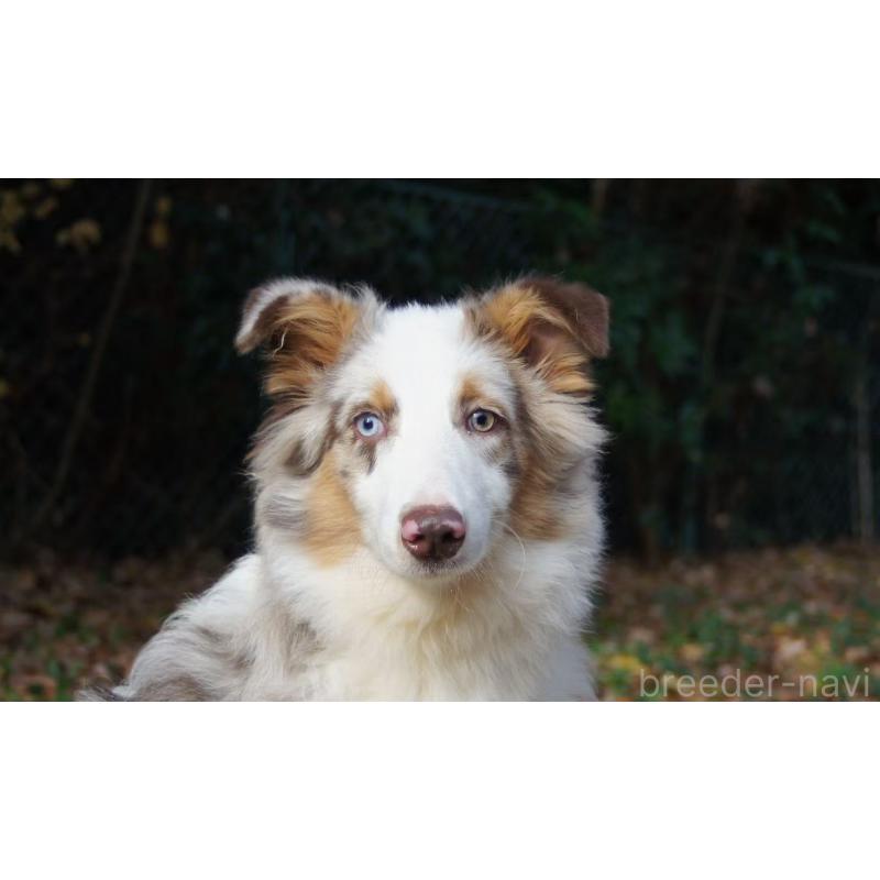 販売中の千葉県のオーストラリアンシェパード-396294の3枚目