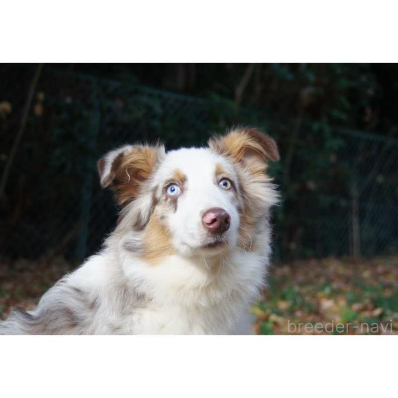 販売中の千葉県のオーストラリアンシェパード-396294の2枚目