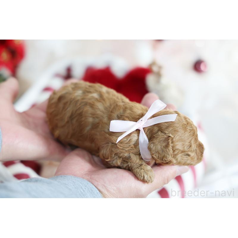 販売中の京都府のタイニープードル-430490の8枚目