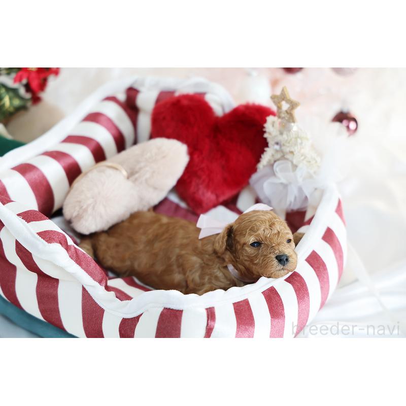 販売中の京都府のタイニープードル-430490の7枚目