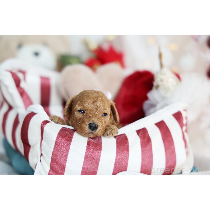 販売中の京都府のタイニープードル-430490の6枚目