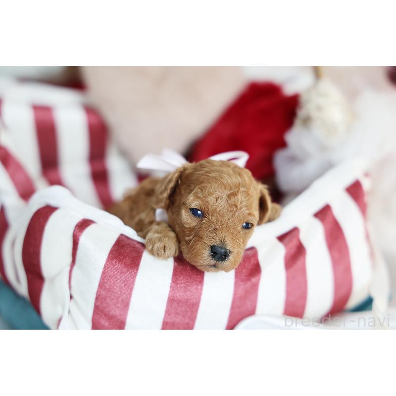 販売中の京都府のタイニープードル-430490の4枚目