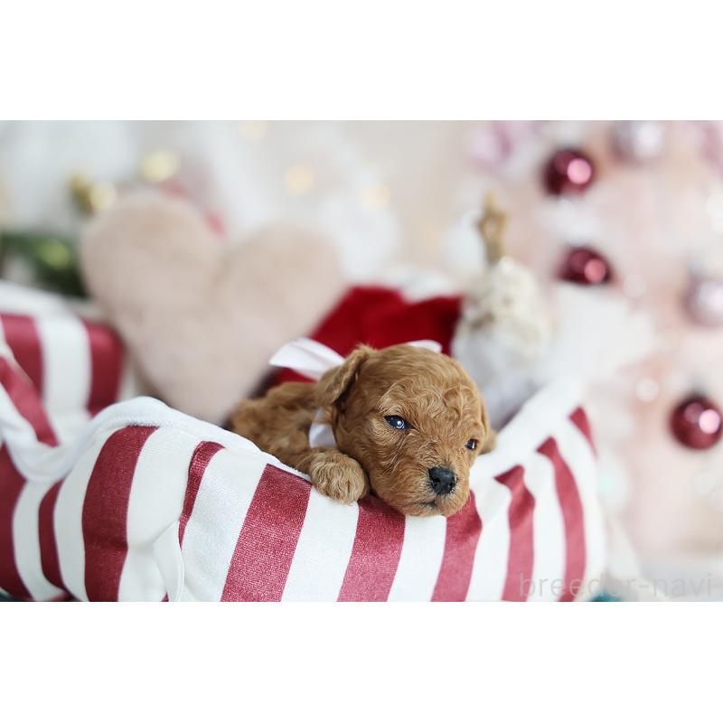 販売中の京都府のタイニープードル-430490の3枚目