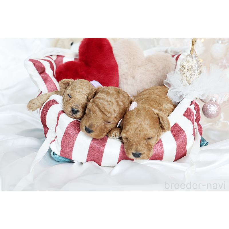 販売中の京都府のタイニープードル-430490の2枚目