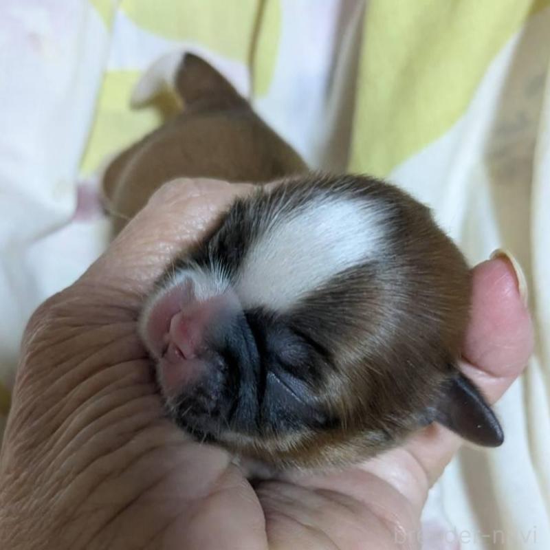 販売中の神奈川県のシーズー-430489の1枚目