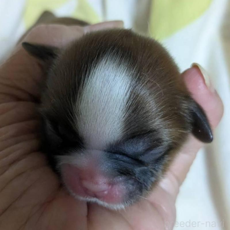 販売中の神奈川県のシーズー-430489の2枚目