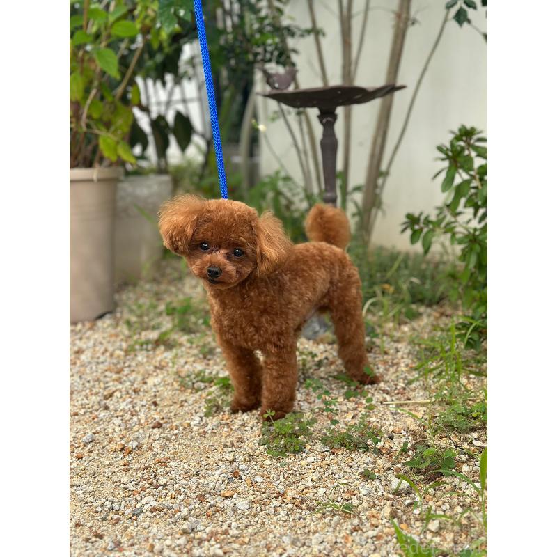 ニコルくん1枚目