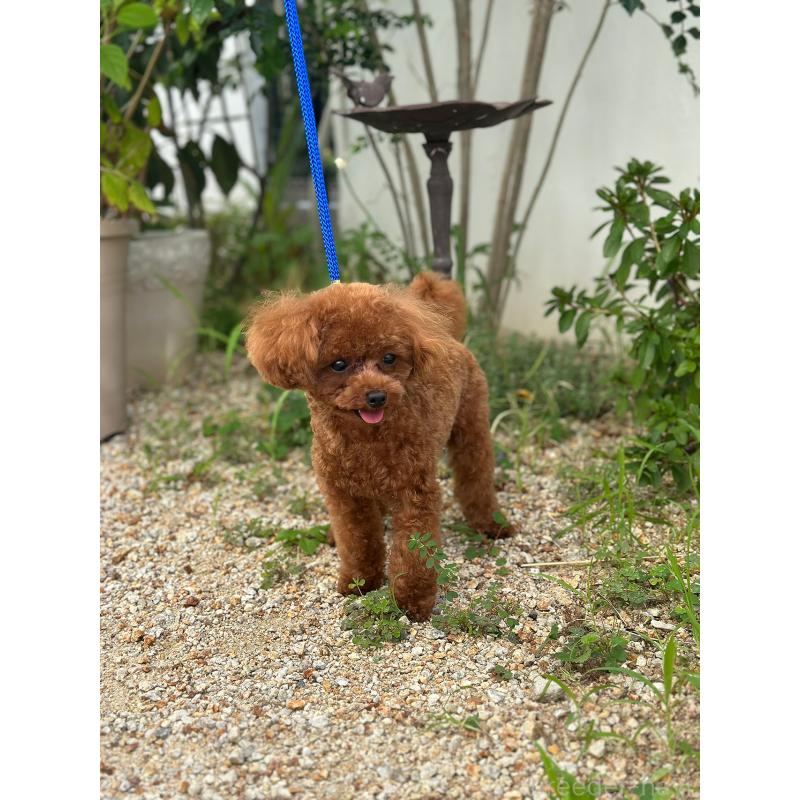 ニコルくん1枚目