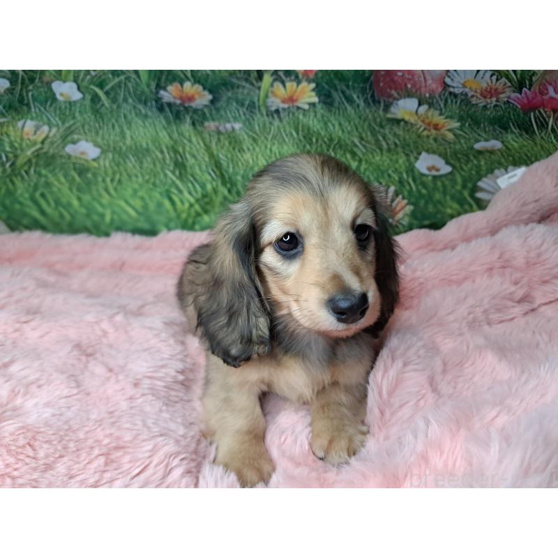 販売中の愛知県のミニチュアダックスフンド(ロングヘアード)-423204の6枚目