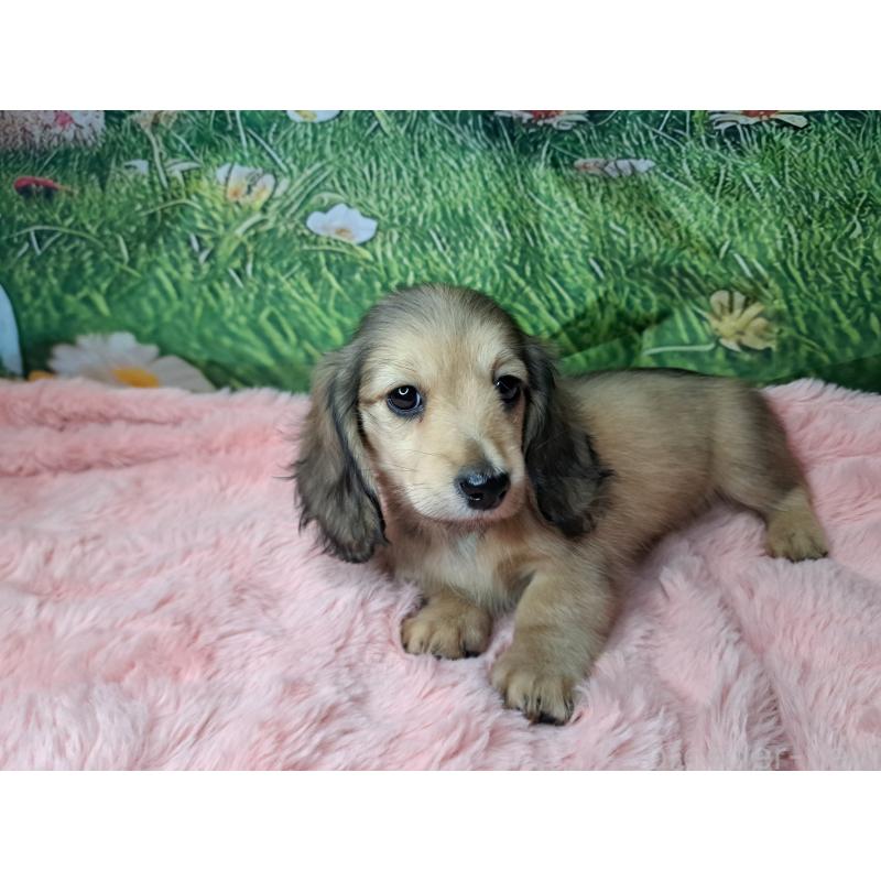 販売中の愛知県のミニチュアダックスフンド(ロングヘアード)-423202の11枚目