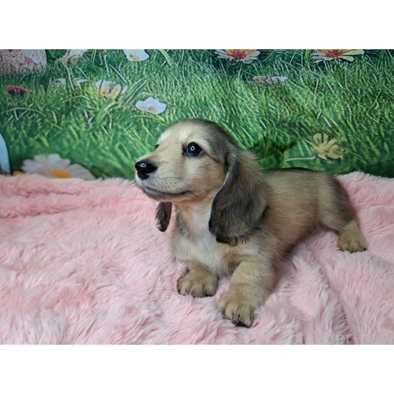 販売中の愛知県のミニチュアダックスフンド(ロングヘアード)-423202の10枚目