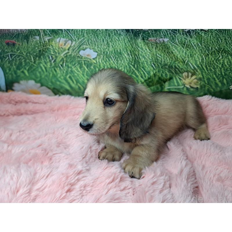 販売中の愛知県のミニチュアダックスフンド(ロングヘアード)-423202の9枚目