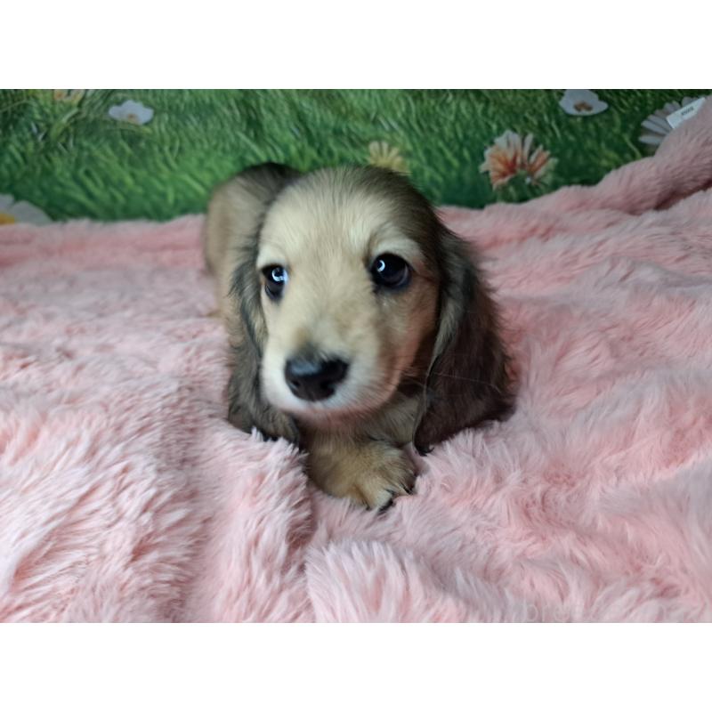 販売中の愛知県のミニチュアダックスフンド(ロングヘアード)-423202の8枚目