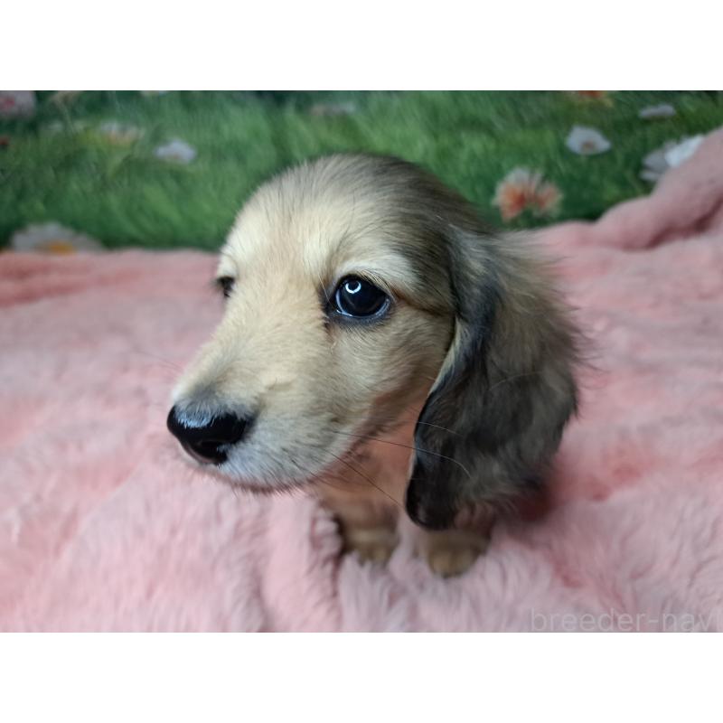 販売中の愛知県のミニチュアダックスフンド(ロングヘアード)-423202の7枚目