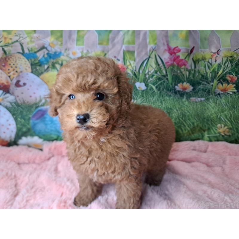 販売中の愛知県のトイプードル-421602の4枚目