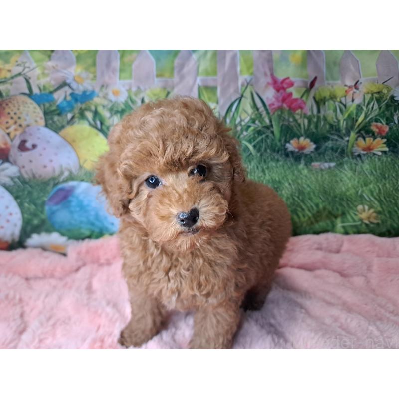 販売中の愛知県のトイプードル-421602の1枚目