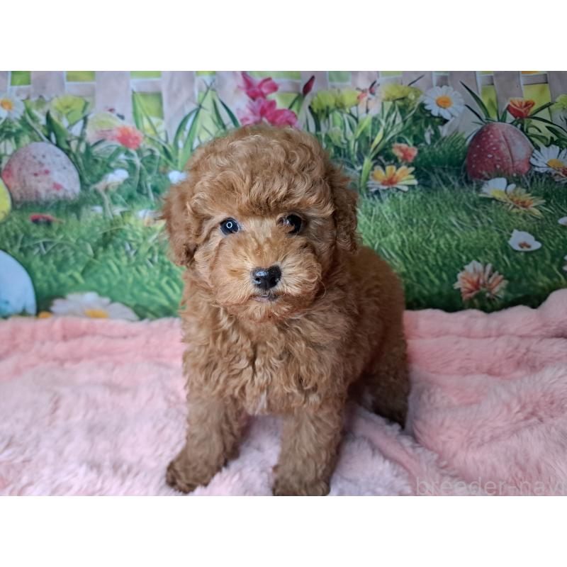 販売中の愛知県のトイプードル-421602の3枚目