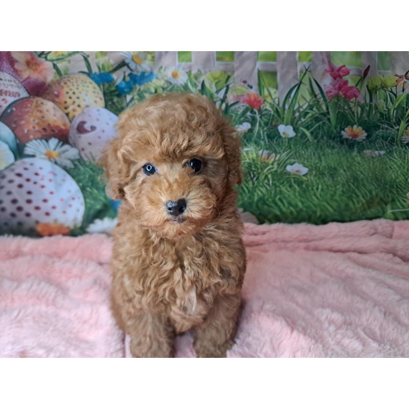 販売中の愛知県のトイプードル-421602の2枚目