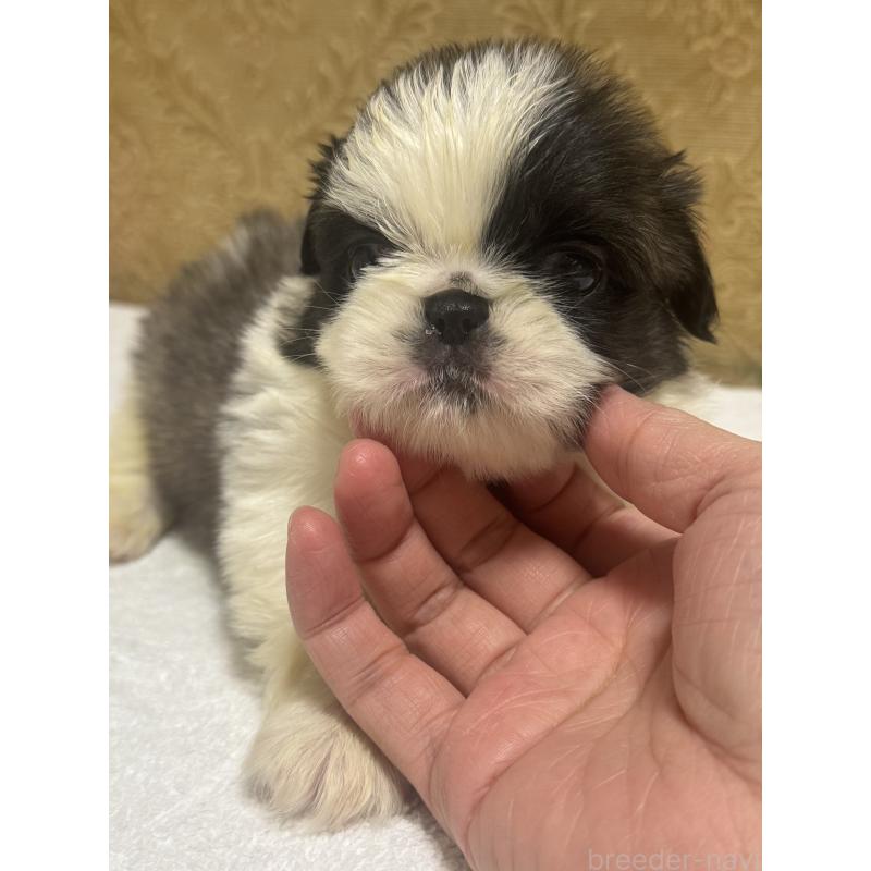 販売中の岡山県のペキニーズ-430497の3枚目