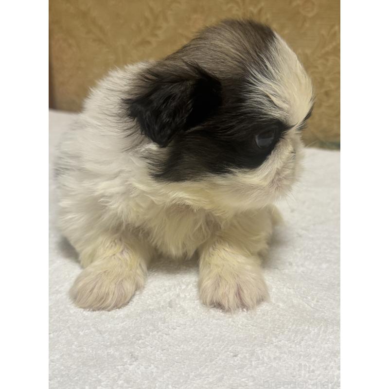 販売中の岡山県のペキニーズ-430497の2枚目