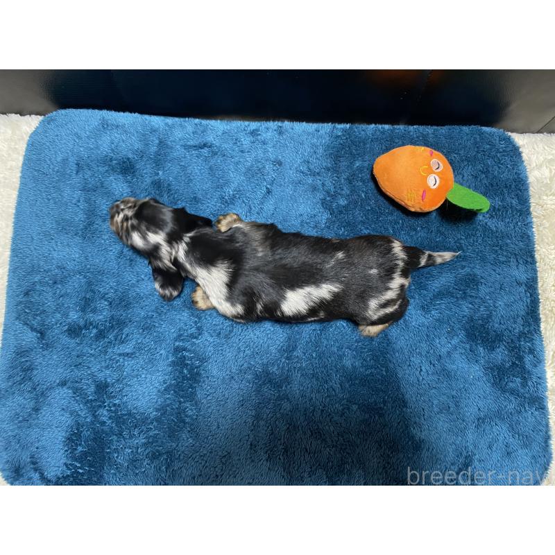 販売中の岐阜県のミニチュアダックスフンド(ロングヘアード)-429426の7枚目