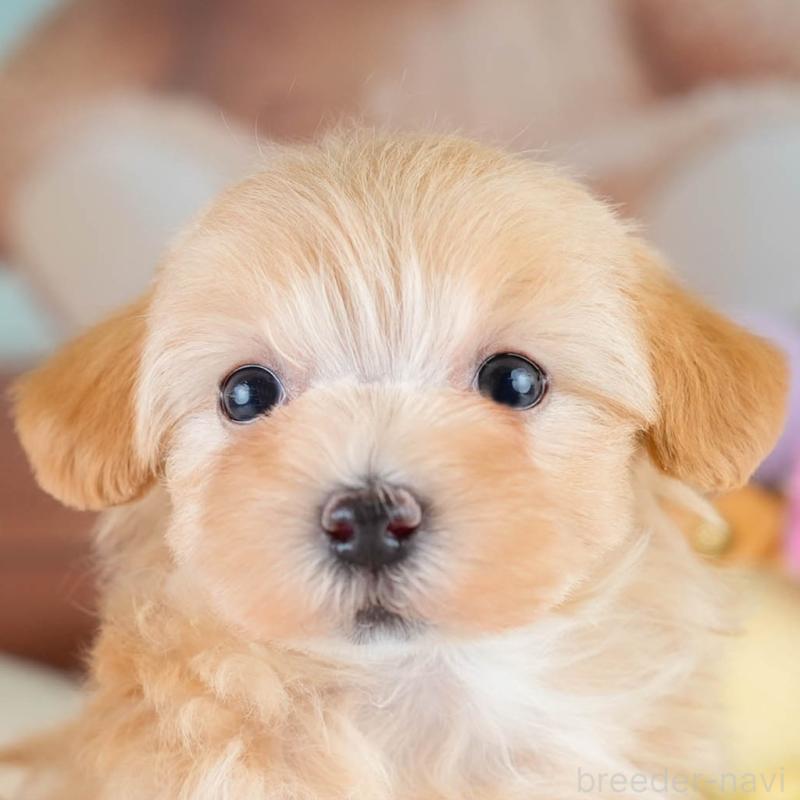 販売中の栃木県のマルプー:マルチーズ×トイプードル-430499