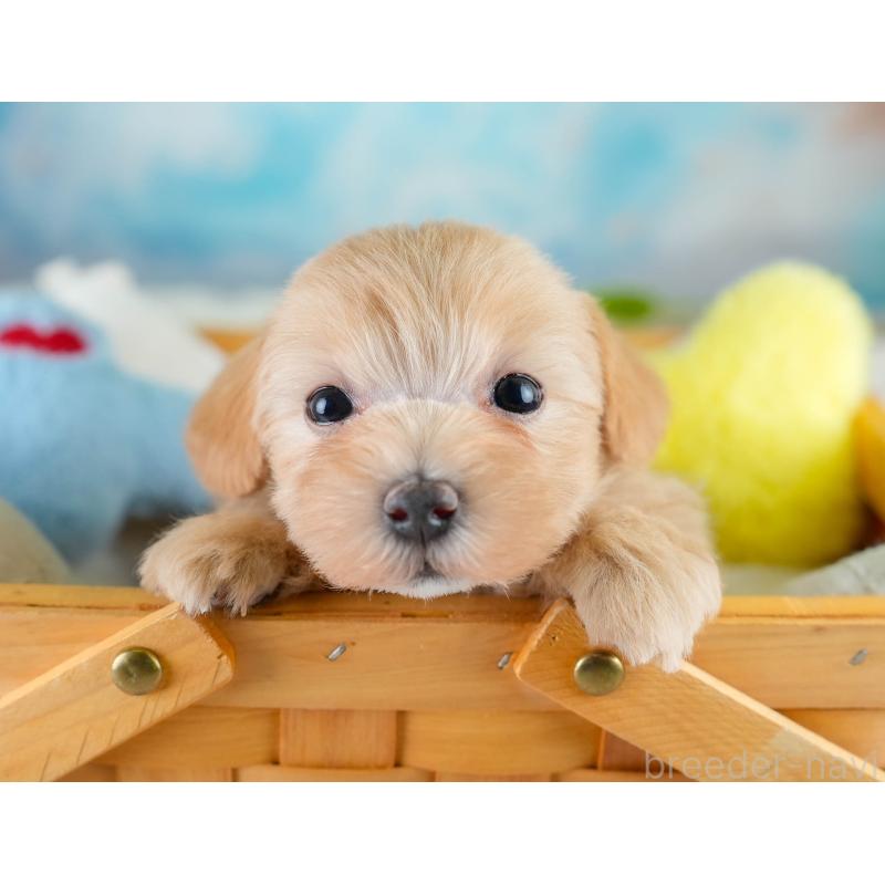 販売中の栃木県のマルプー:マルチーズ×トイプードル-430499の9枚目