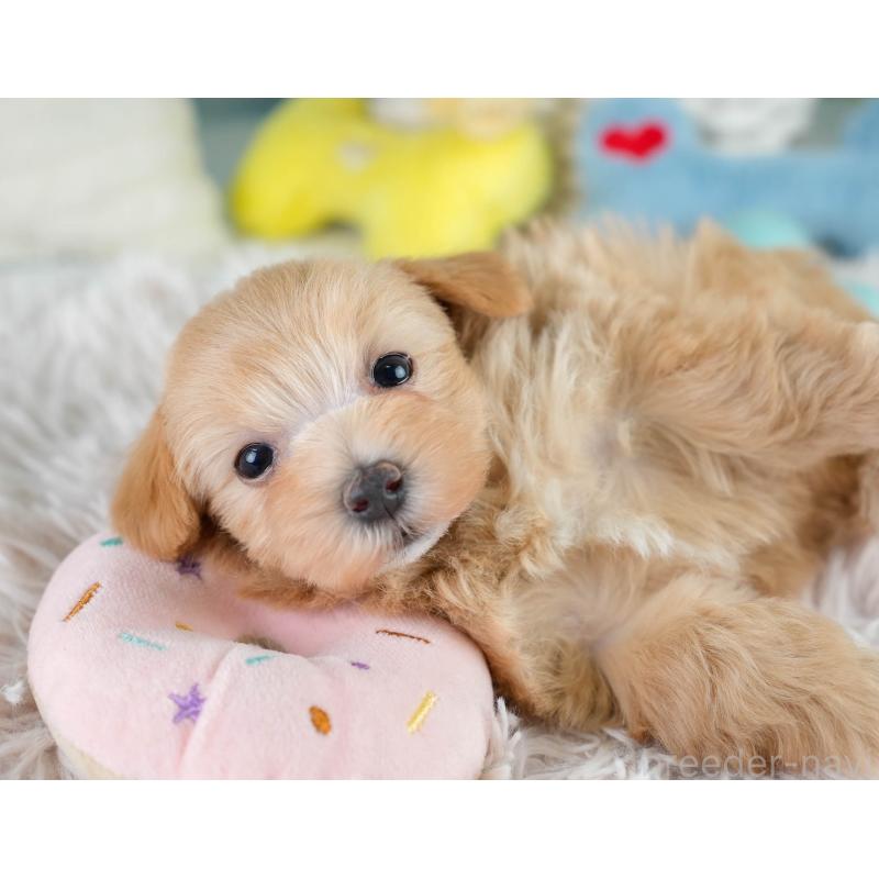 販売中の栃木県のマルプー:マルチーズ×トイプードル-430499の8枚目