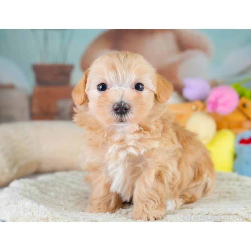 販売中の栃木県のマルプー:マルチーズ×トイプードル-430499の7枚目