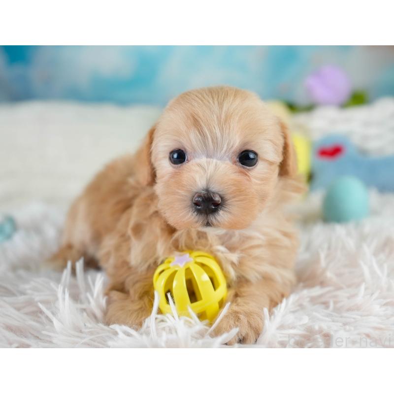 販売中の栃木県のマルプー:マルチーズ×トイプードル-430499の6枚目