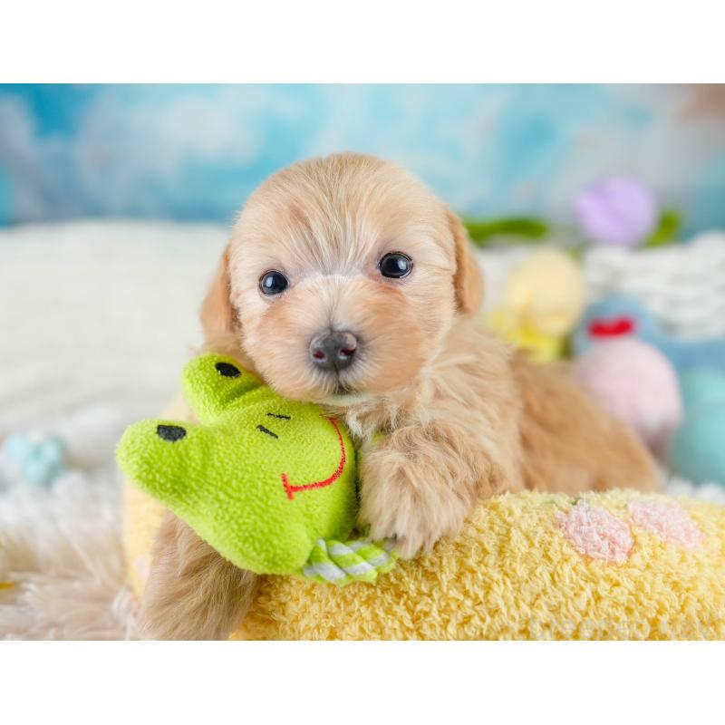 販売中の栃木県のマルプー:マルチーズ×トイプードル-430499の5枚目