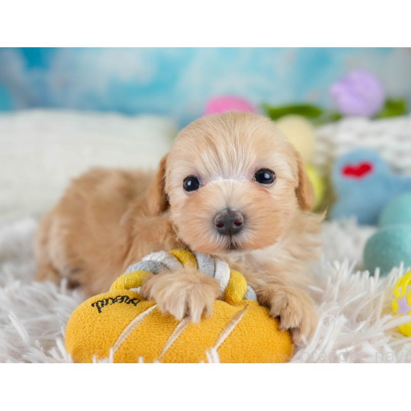 販売中の栃木県のマルプー:マルチーズ×トイプードル-430499の4枚目