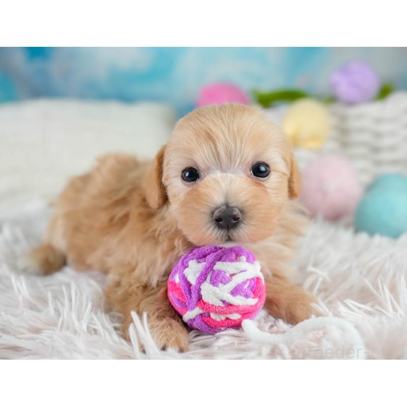 販売中の栃木県のマルプー:マルチーズ×トイプードル-430499の3枚目