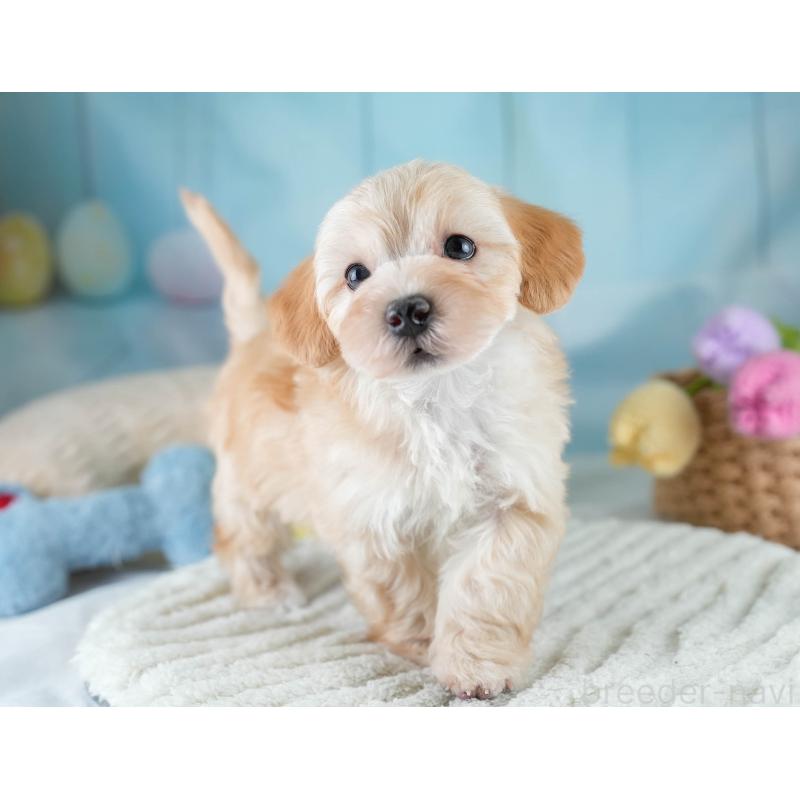 販売中の栃木県のマルプー:マルチーズ×トイプードル-430500の10枚目