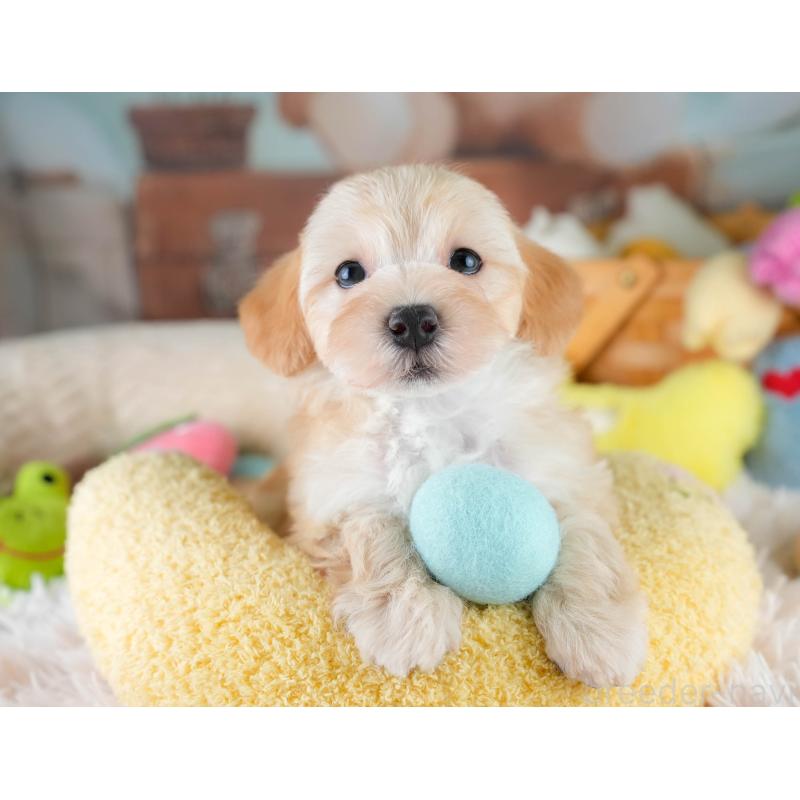 販売中の栃木県のマルプー:マルチーズ×トイプードル-430500の9枚目