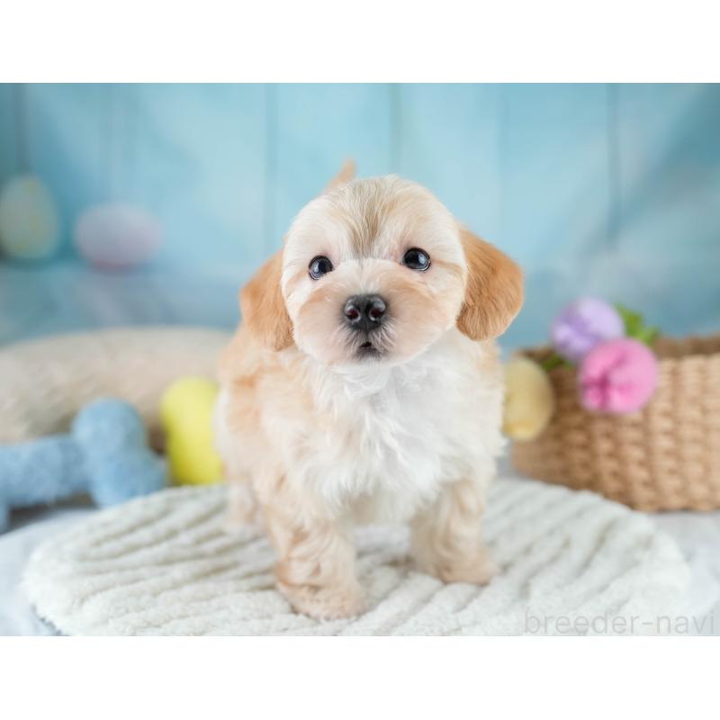 販売中の栃木県のマルプー:マルチーズ×トイプードル-430500の8枚目