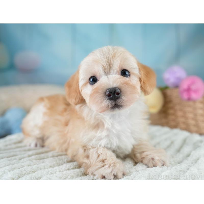 販売中の栃木県のマルプー:マルチーズ×トイプードル-430500の6枚目