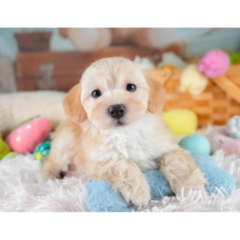 販売中の栃木県のマルプー:マルチーズ×トイプードル-430500の5枚目