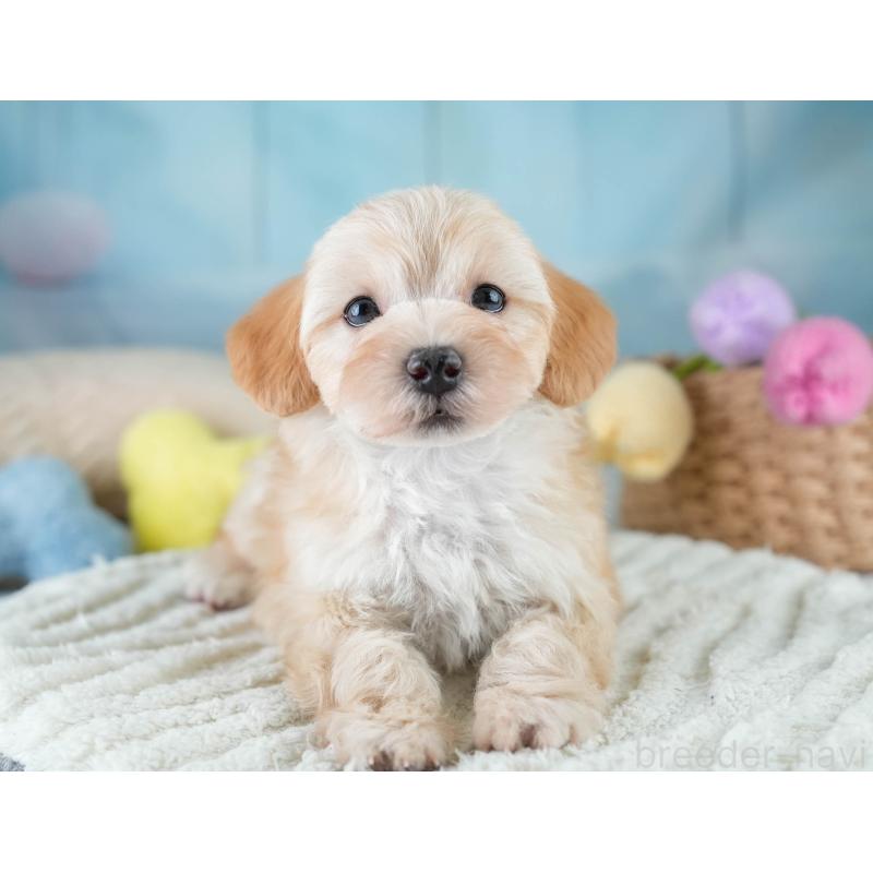 販売中の栃木県のマルプー:マルチーズ×トイプードル-430500の4枚目