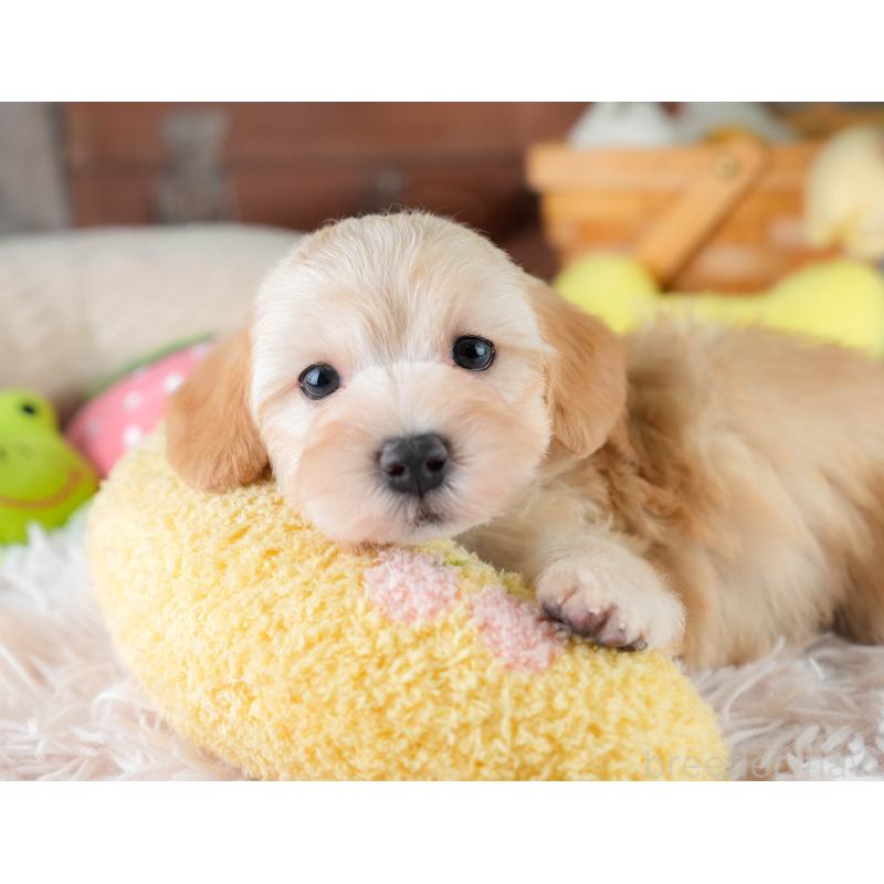 販売中の栃木県のマルプー:マルチーズ×トイプードル-430500の3枚目