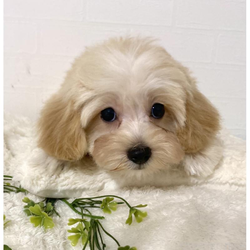 販売中の静岡県のマルプー:マルチーズ×トイプードル-430504の4枚目