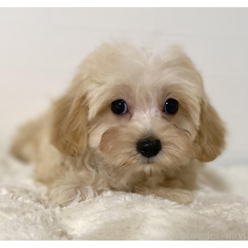 販売中の静岡県のマルプー:マルチーズ×トイプードル-430504の3枚目