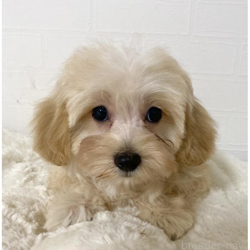 販売中の静岡県のマルプー:マルチーズ×トイプードル-430504の2枚目