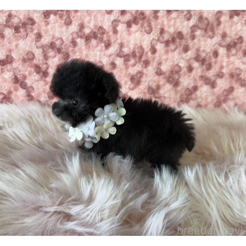 販売中の福岡県のティーカッププードル-430649の4枚目